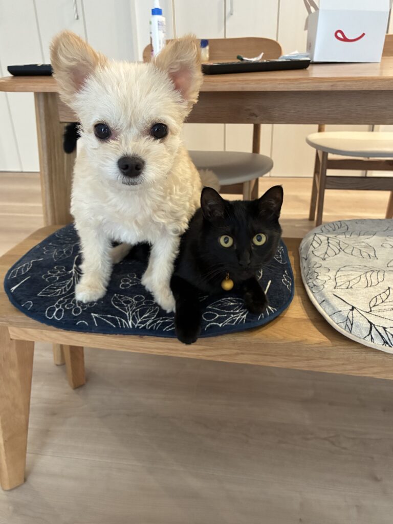 チワプーのももと、黒猫のルナ
