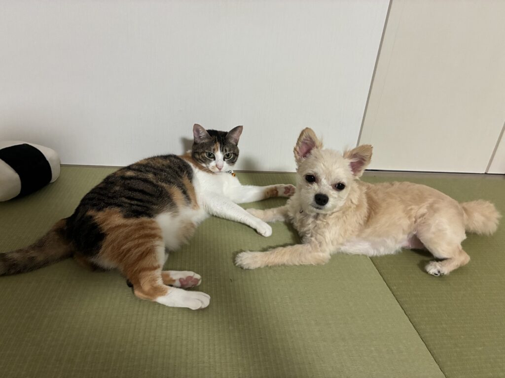 チワプーのももと、三毛猫のわらび